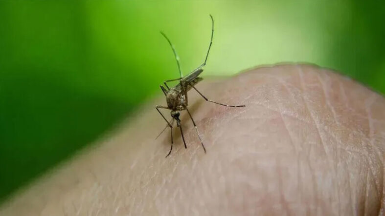 komsuda-virus-alarmi-sivrisinek-uyarisi-yapildi.jpg