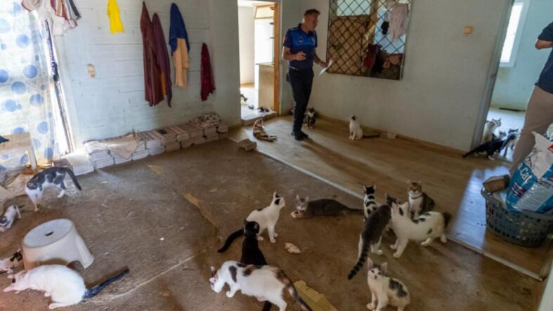 kotu-kokunun-kaynagi-cop-degil-100-kedi-cikti.jpg