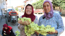 tarlada-altin-mesaisi-amasyanin-meshur-cicek-bamyasi-topla-topla-bitmiyor.jpg