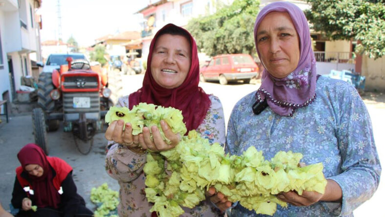 tarlada-altin-mesaisi-amasyanin-meshur-cicek-bamyasi-topla-topla-bitmiyor.jpg