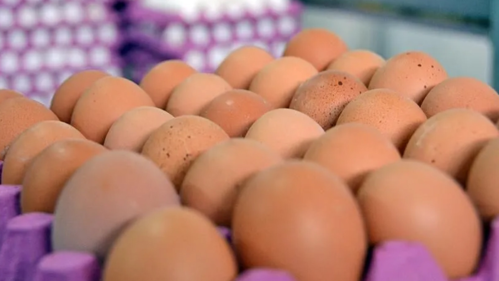 Yumurtada salmonella alarmı: Yüzlerce kişiye bulaştı