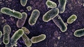belcikadaki-salmonella-salgininda-vaka-sayisi-318e-yukseldi.jpg