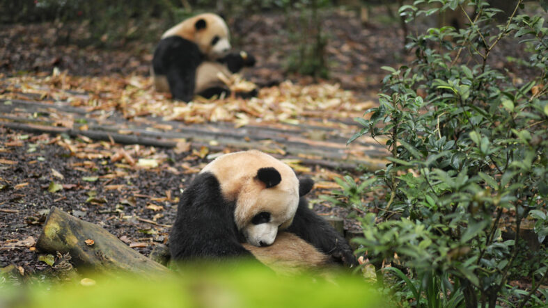Çin’den ABD’ye ‘dostluk mesajı’: İki panda yola çıktı