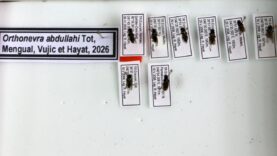 kesfettigi-cicek-sinegi-turune-1998de-kaybettigi-oglunun-adini-verdi.jpg