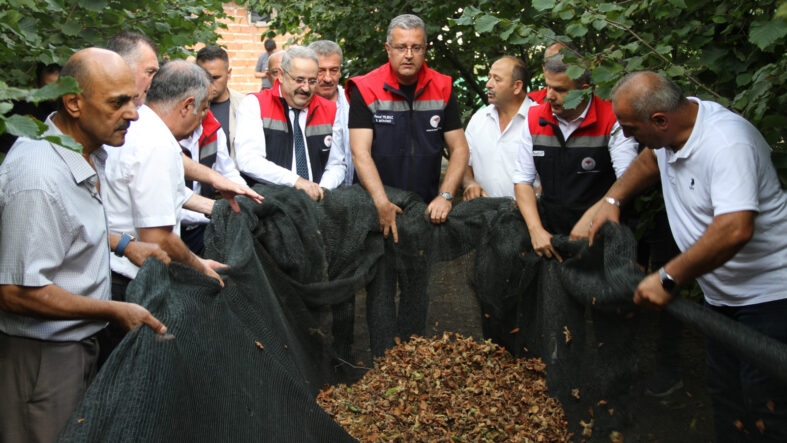 maliyeti-yuzde-70-dusuruyor-ve-kaliteyi-artiriyor-findikta-fileli-hasat-donemi.jpg