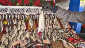 palamut-bu-sezon-hamsiyi-geride-birakti.jpg