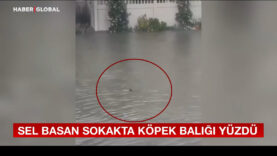sel-basan-sokakta-kopek-baligi-yuzdu.jpg