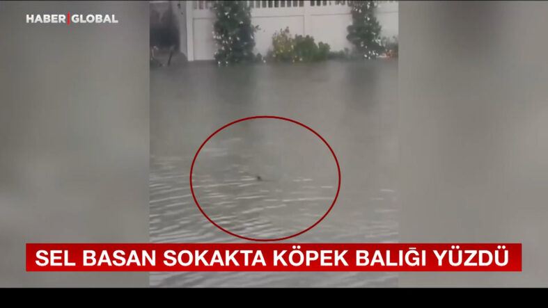 Sel basan sokakta köpek balığı yüzdü