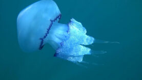 tekne-turunda-fark-etti-kamerasini-suya-indirdi-ortaya-bu-goruntuler-cikti.jpg