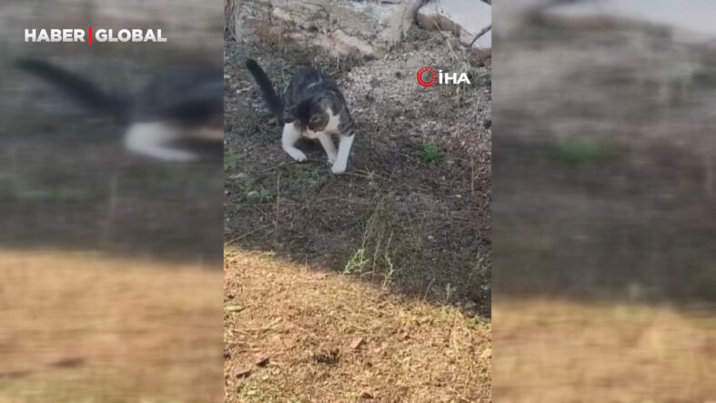 kedi-fare-yerine-yilan-yakalamaya-calisti-o-anlar-guldurdu.jpg