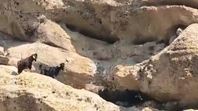 tuncelide-70-metre-yukseklikte-mahsur-kalan-keciler-kurtarildi.jpg