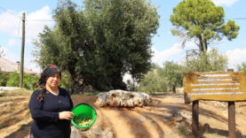 zeytinde-var-yilina-girdik-uretim-38-milyon-tona-cikabilir.jpg